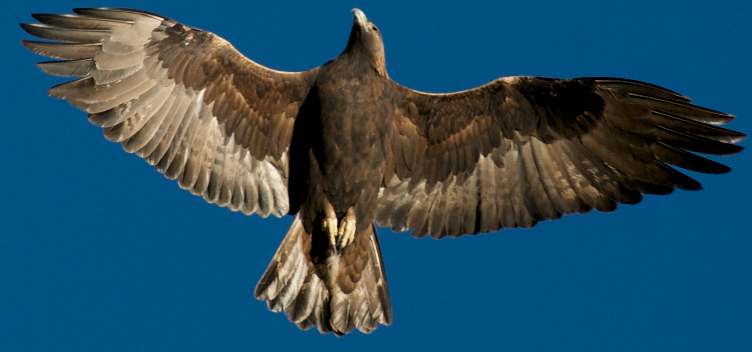 a golden eagle in flight