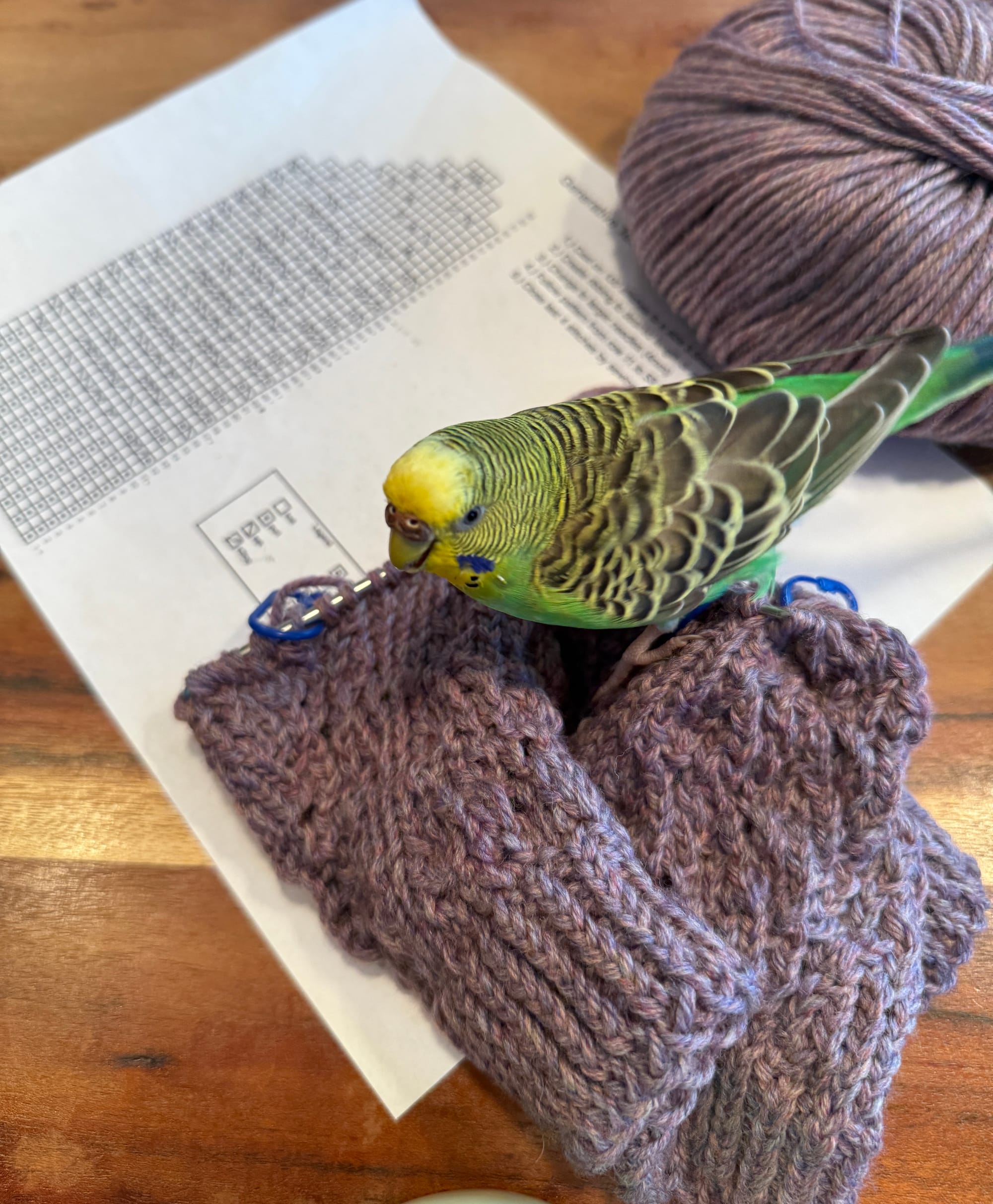 A green budgie sitting on a plum hat on a table. 