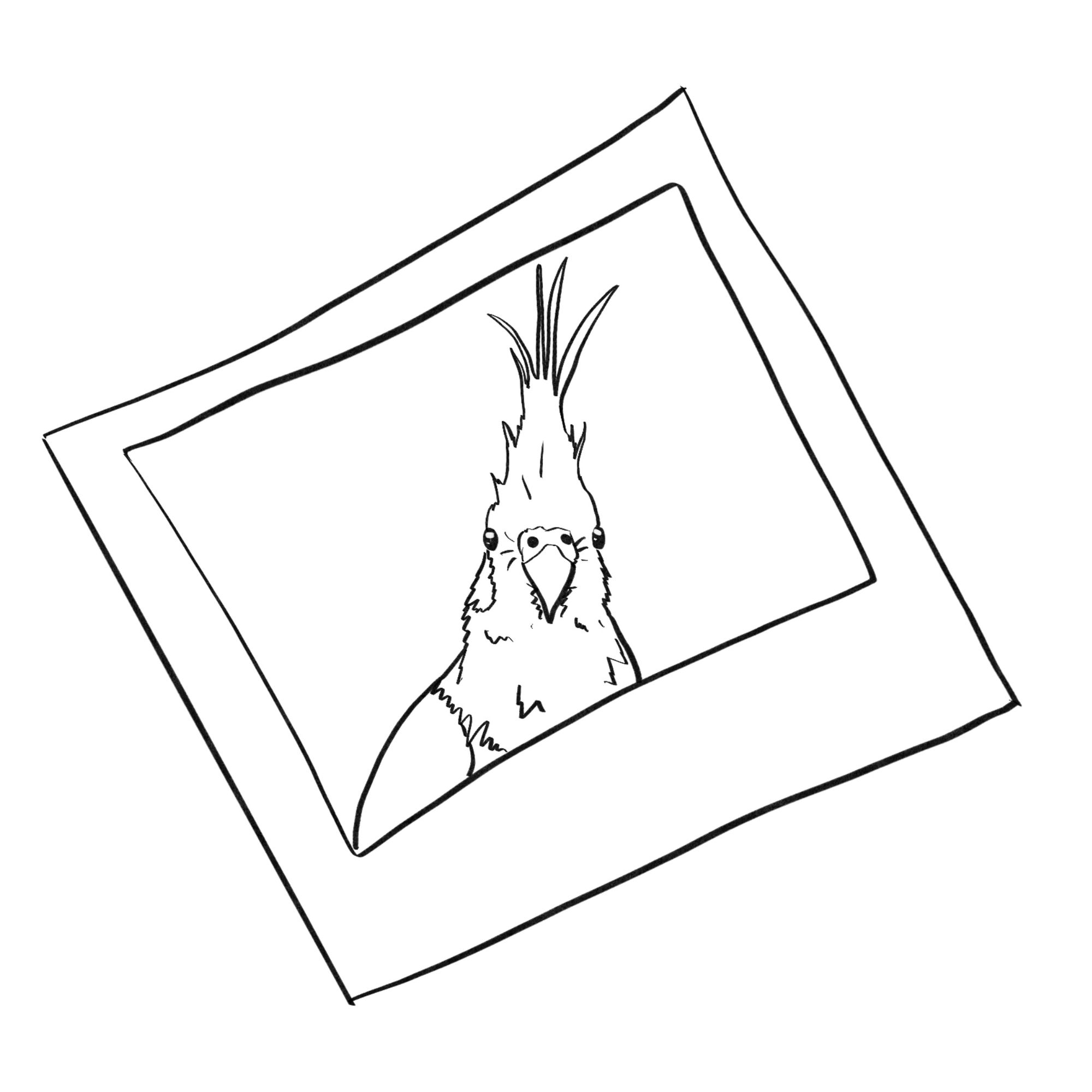 sketch of a polaroid of a cockatiel