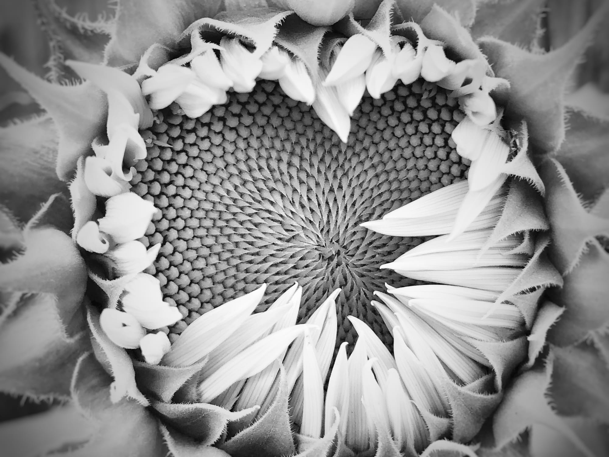 a sunflower making a heart