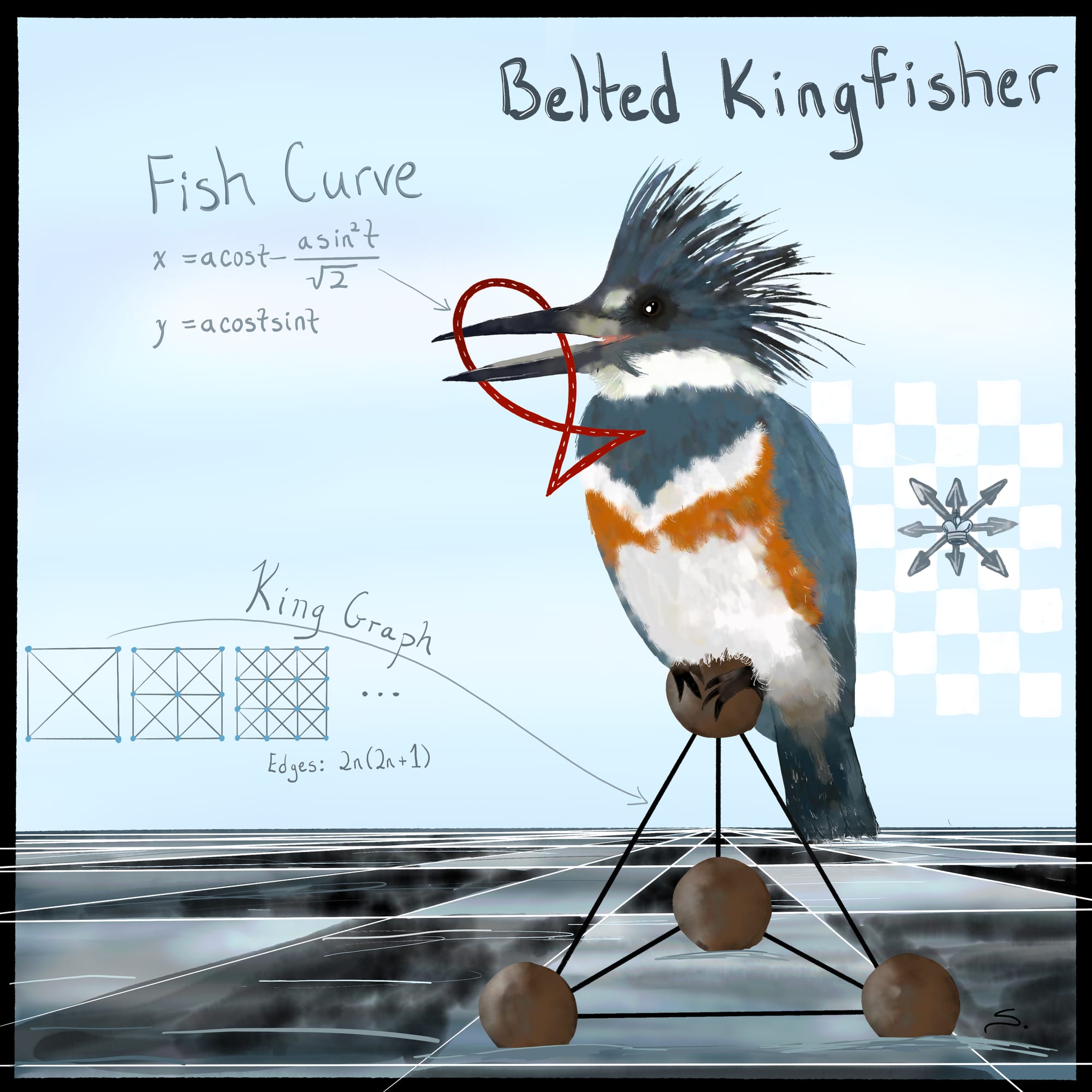 Belted Kingfisher