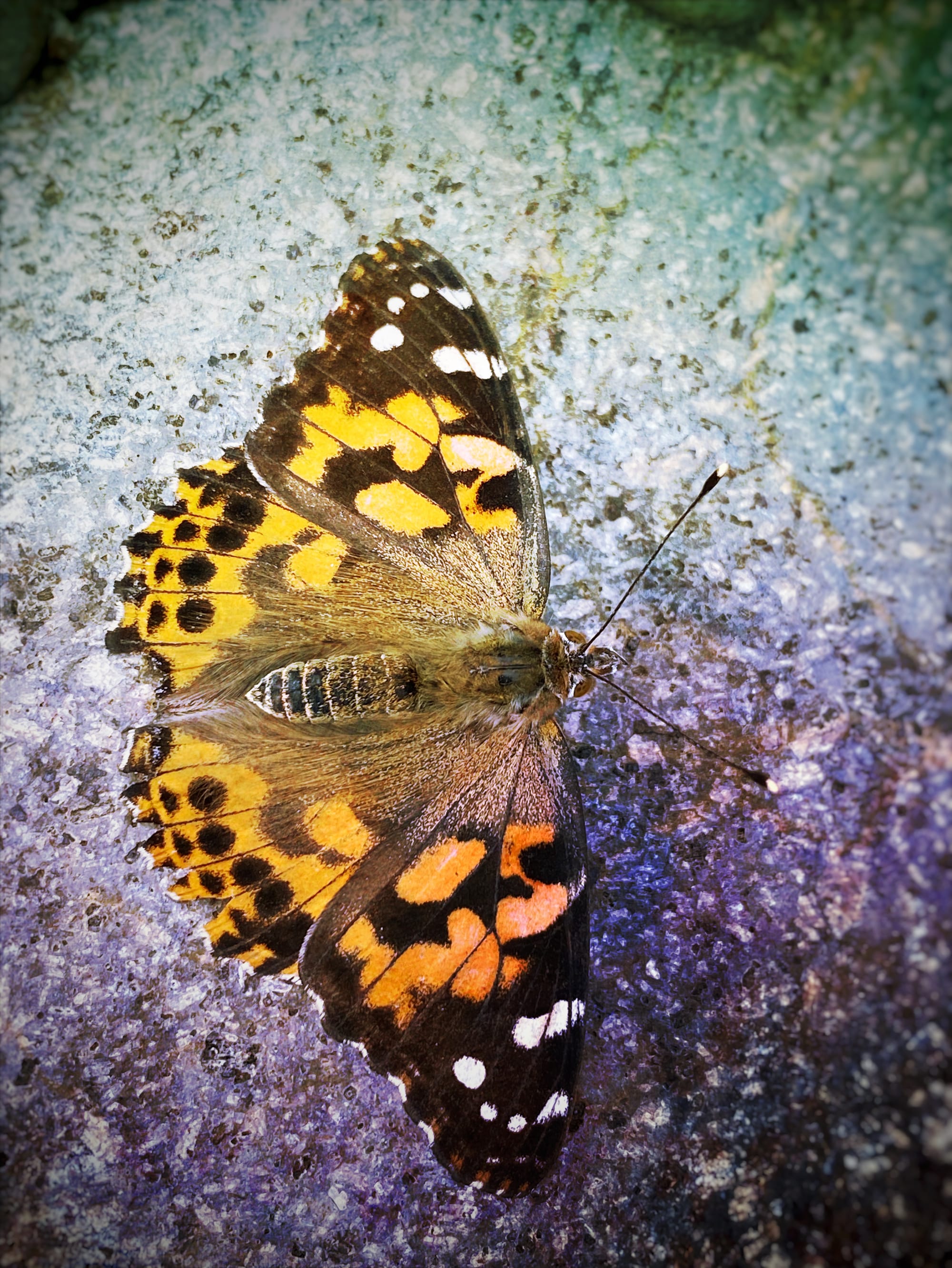 a butterfly on a stone