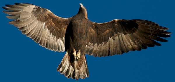 a golden eagle in flight