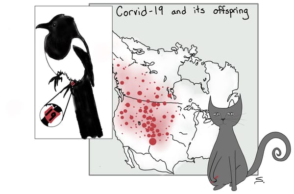 a magpie (corvid) with tag 19 and a map with red dots