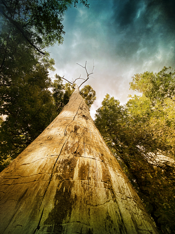 a dead cottonwood standing tall and reaching to the sky