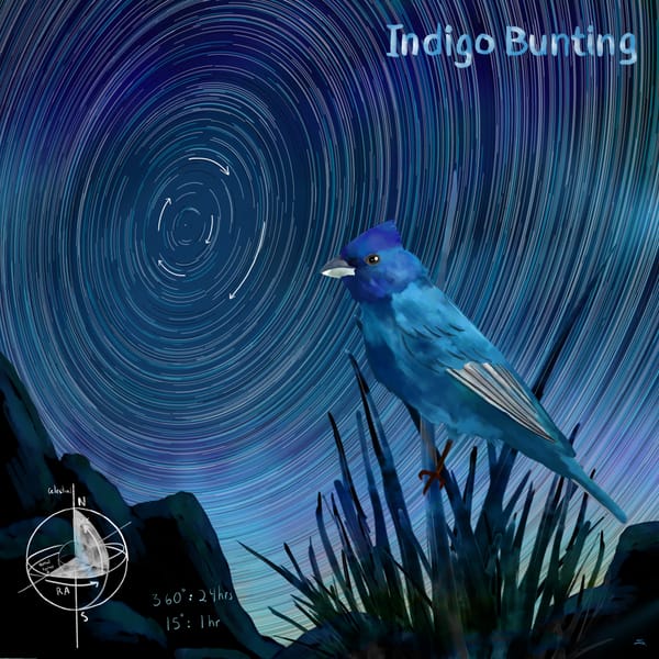 Indigo bunting on grass with star trail arcs and celestial sphere diagram in the corner.