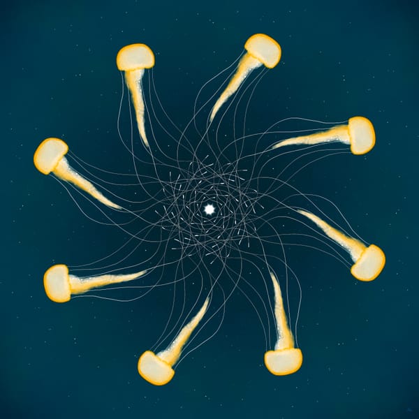 a mandala of jellyfish with overlapping tentacles 