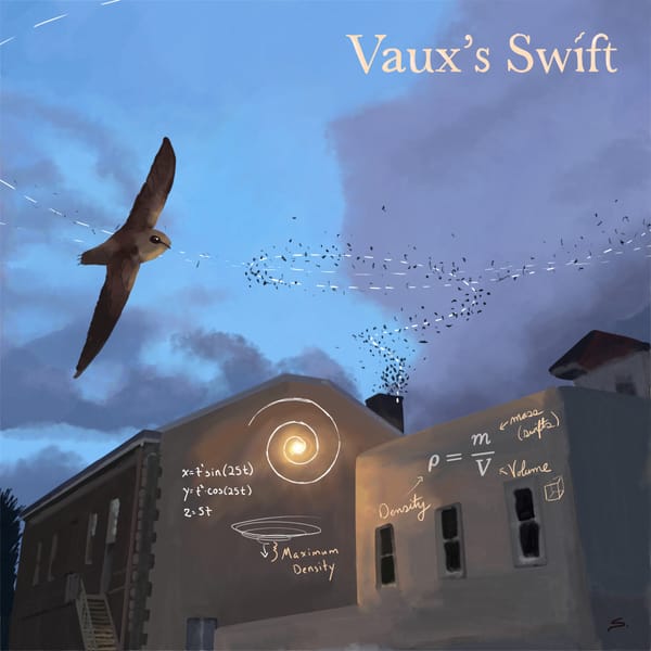 Spiraling Vaux’s Swifts