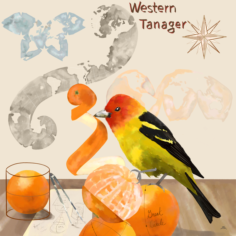 a western tanager on oranges peeling them to make map projections in the background with drawing tools 