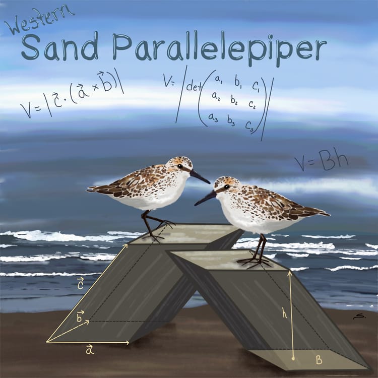 pair of sand pipers on parallelepipeds with an ocean in the background and the matrix fro the volume.