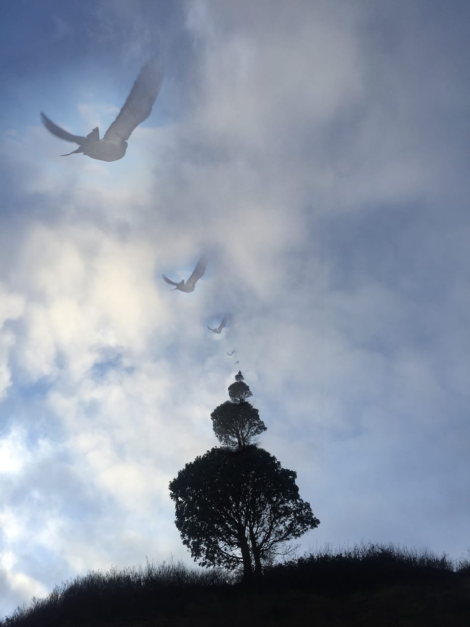 a bird and tree fractal make with photography composites