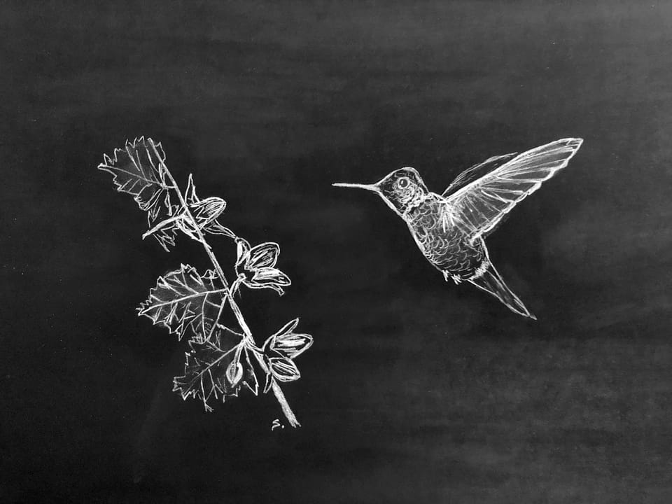 white charcoal on black paper hummingbird