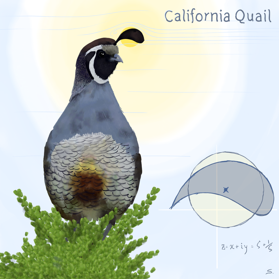 California quail digital art with a Joukowski transform illustration and air currents moving around the top knot of the quail