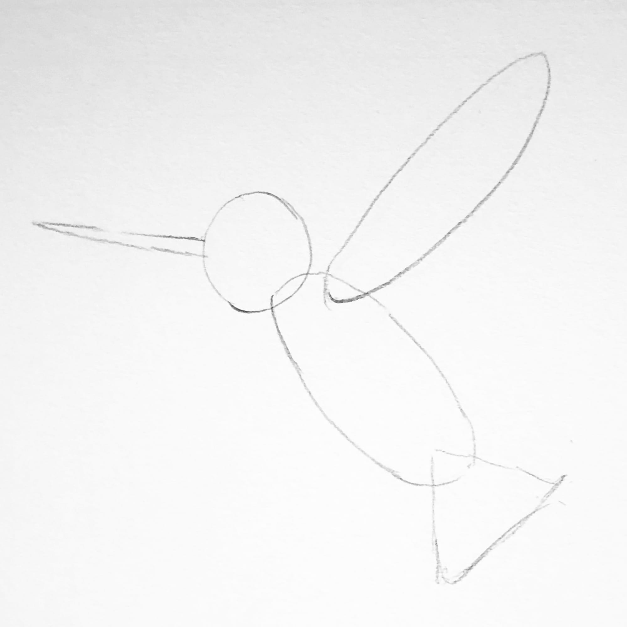 circles, triangles and ellipses needed to sketch shape of hummingbird