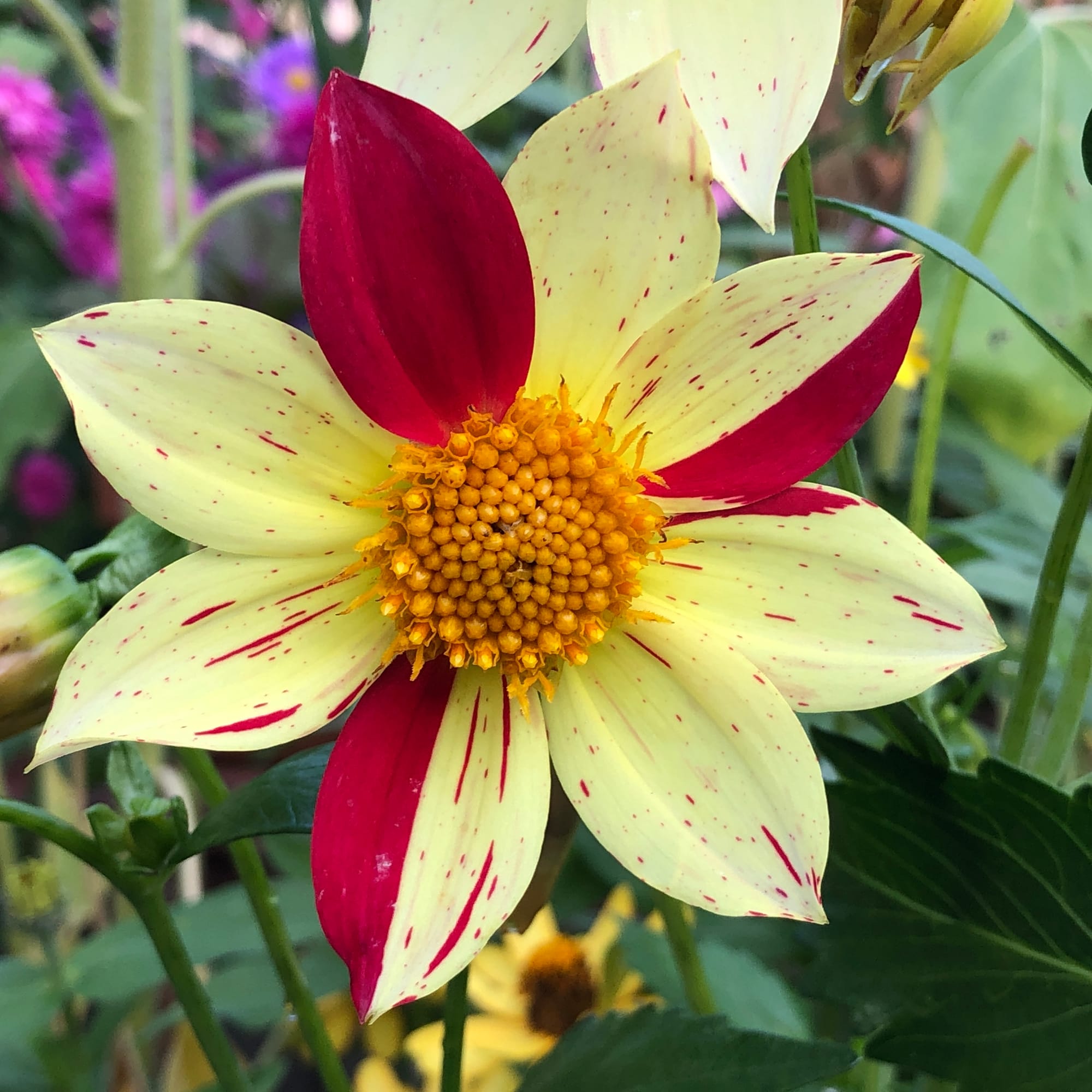 a dhalia with multiple colors