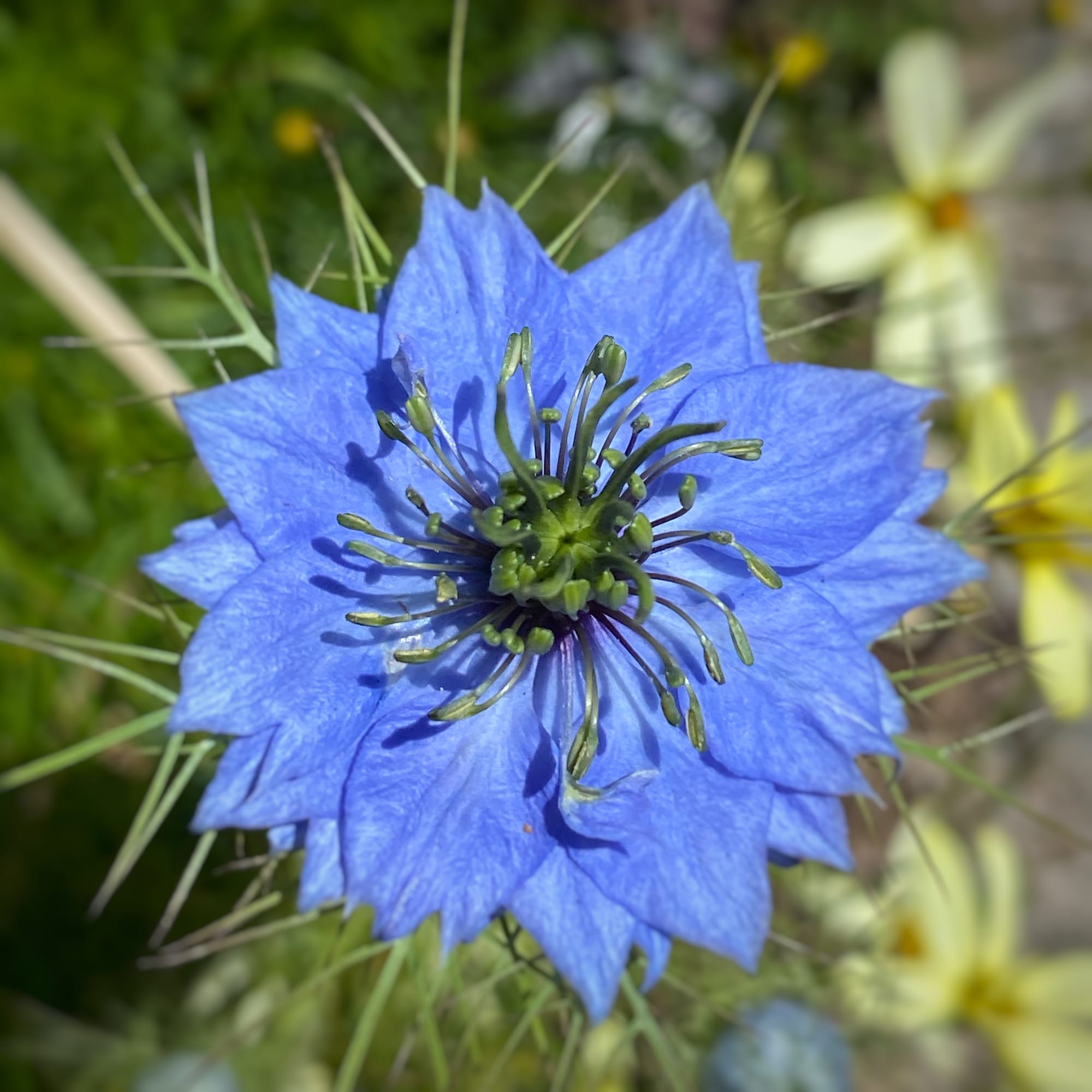 a purple flower with phi petal placement