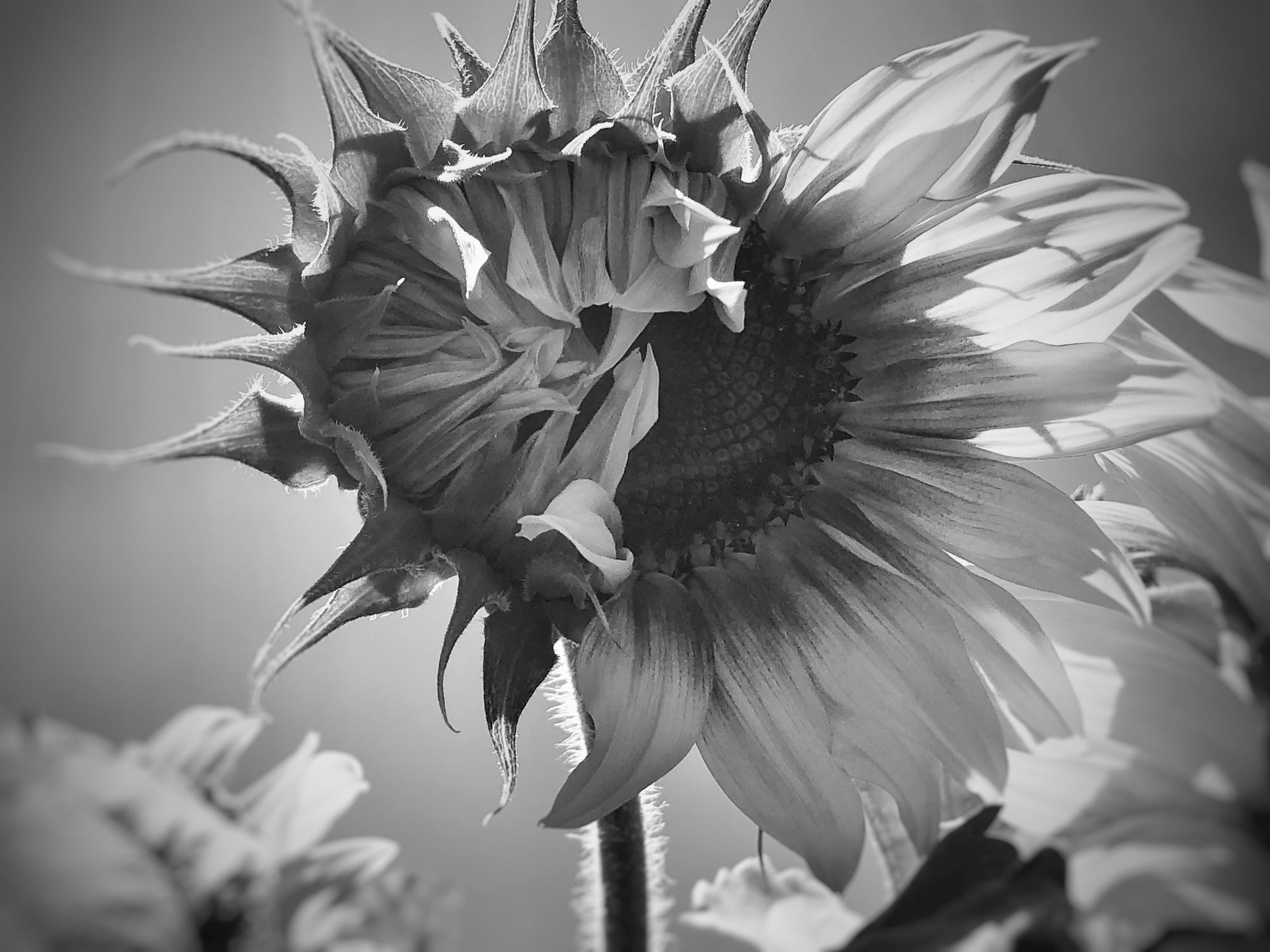 a half open sunflower