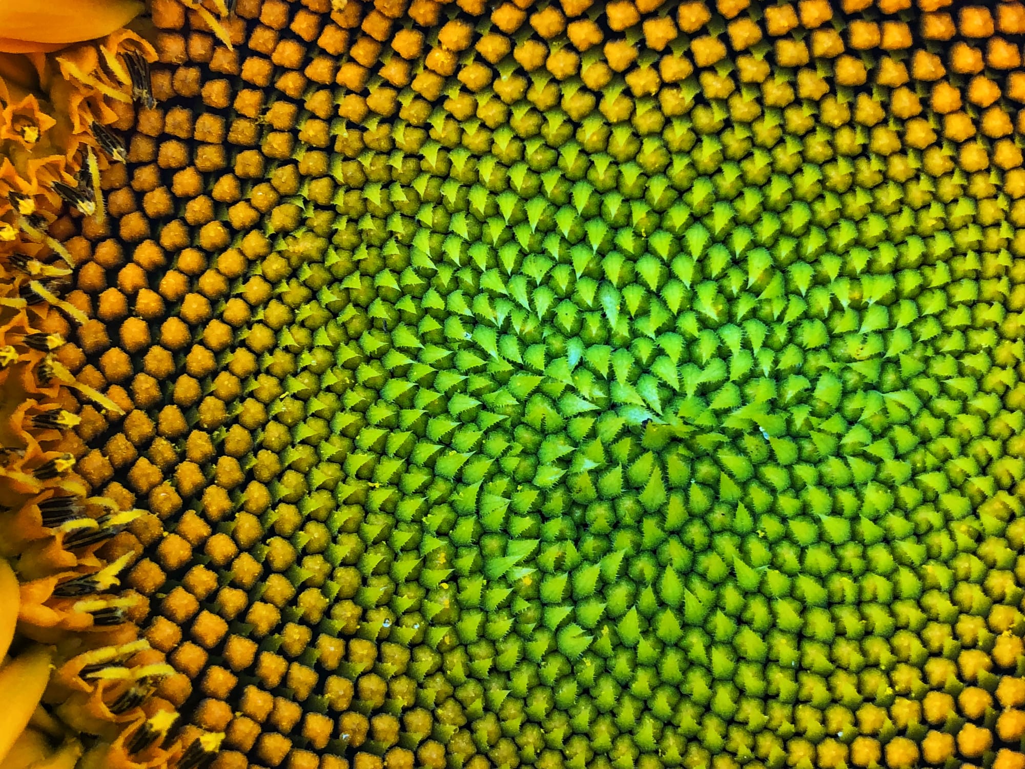 the inside spiral of a sunflower