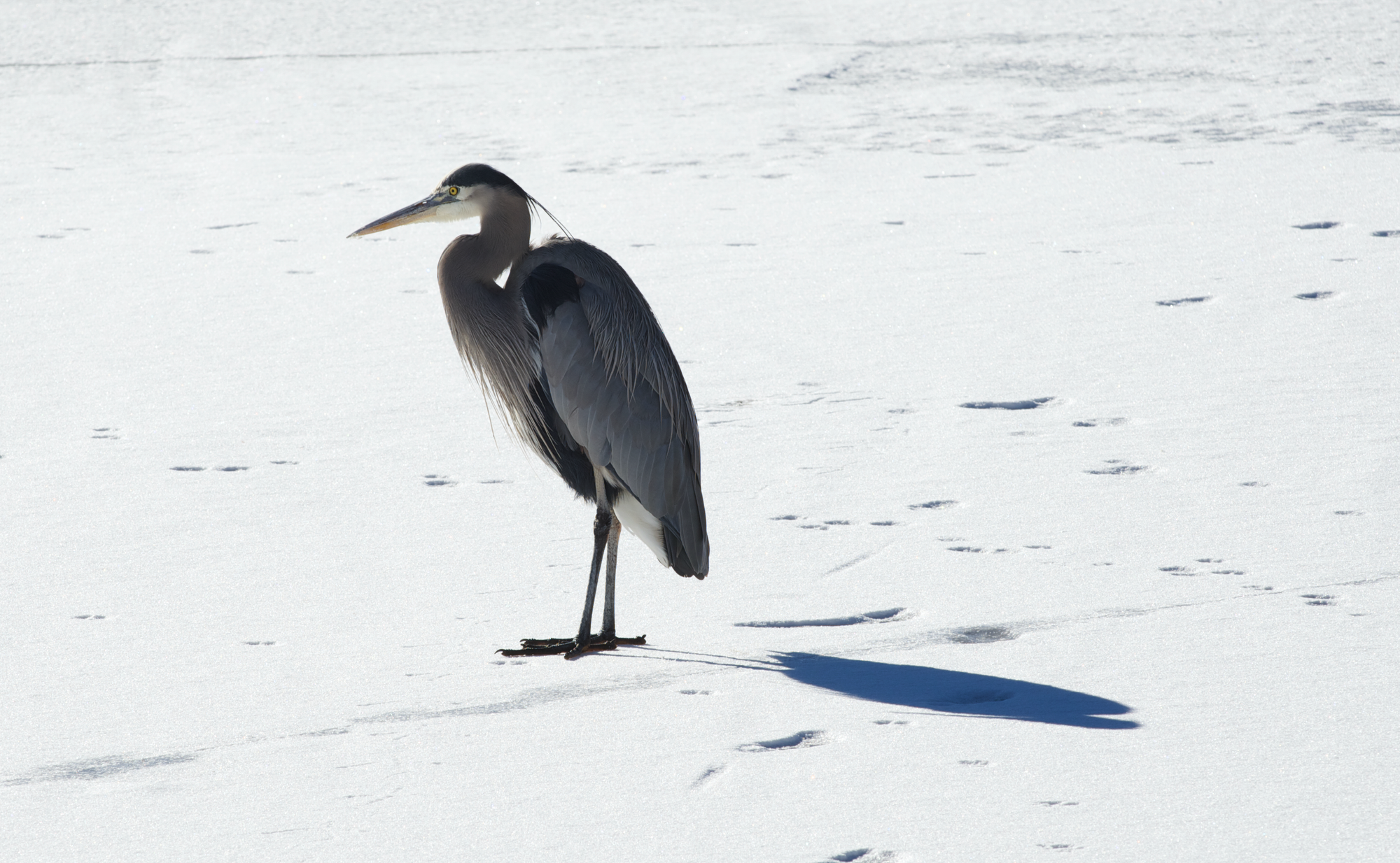 a blue heron on the snow