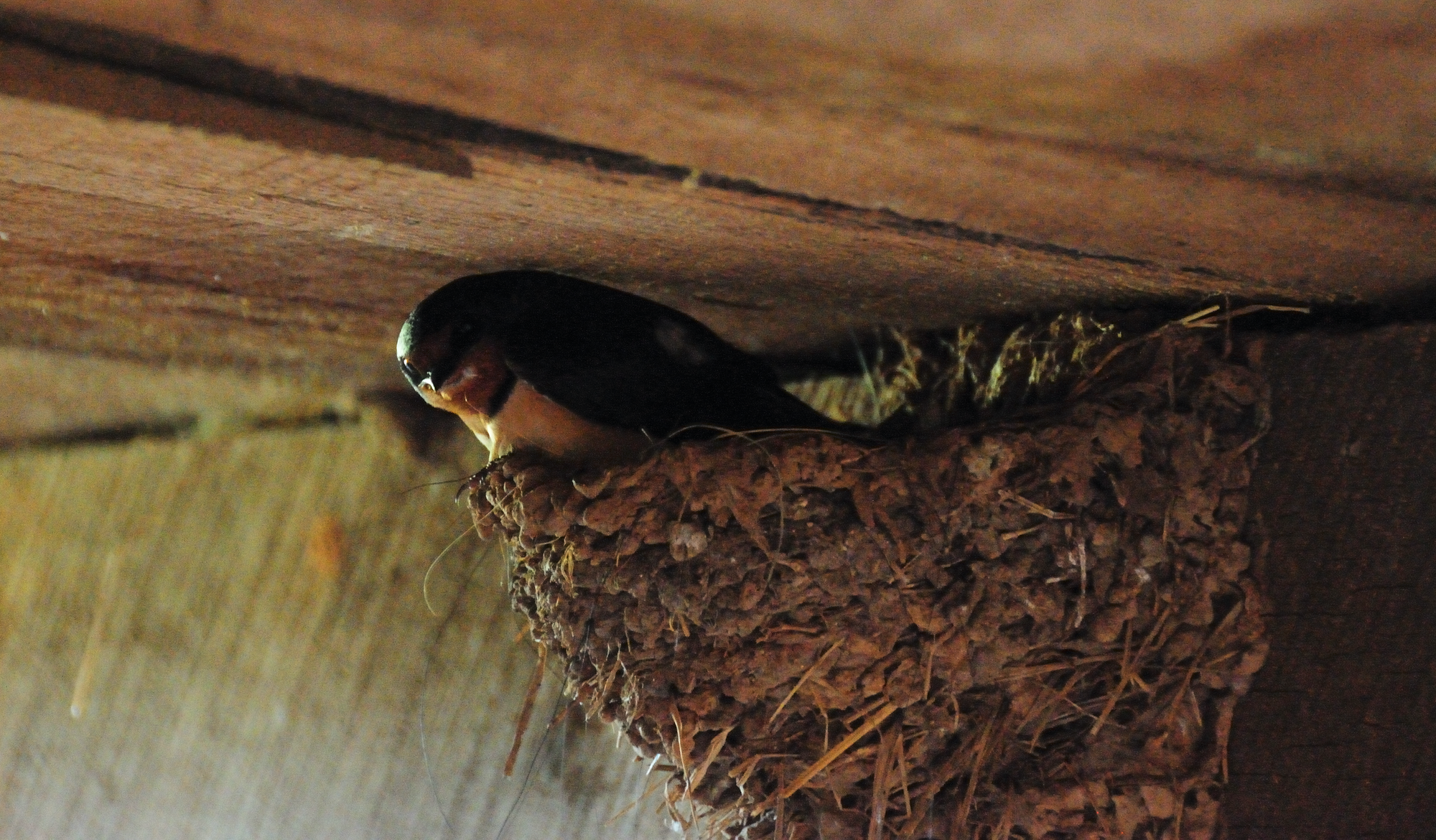 a barn swallow on a nest