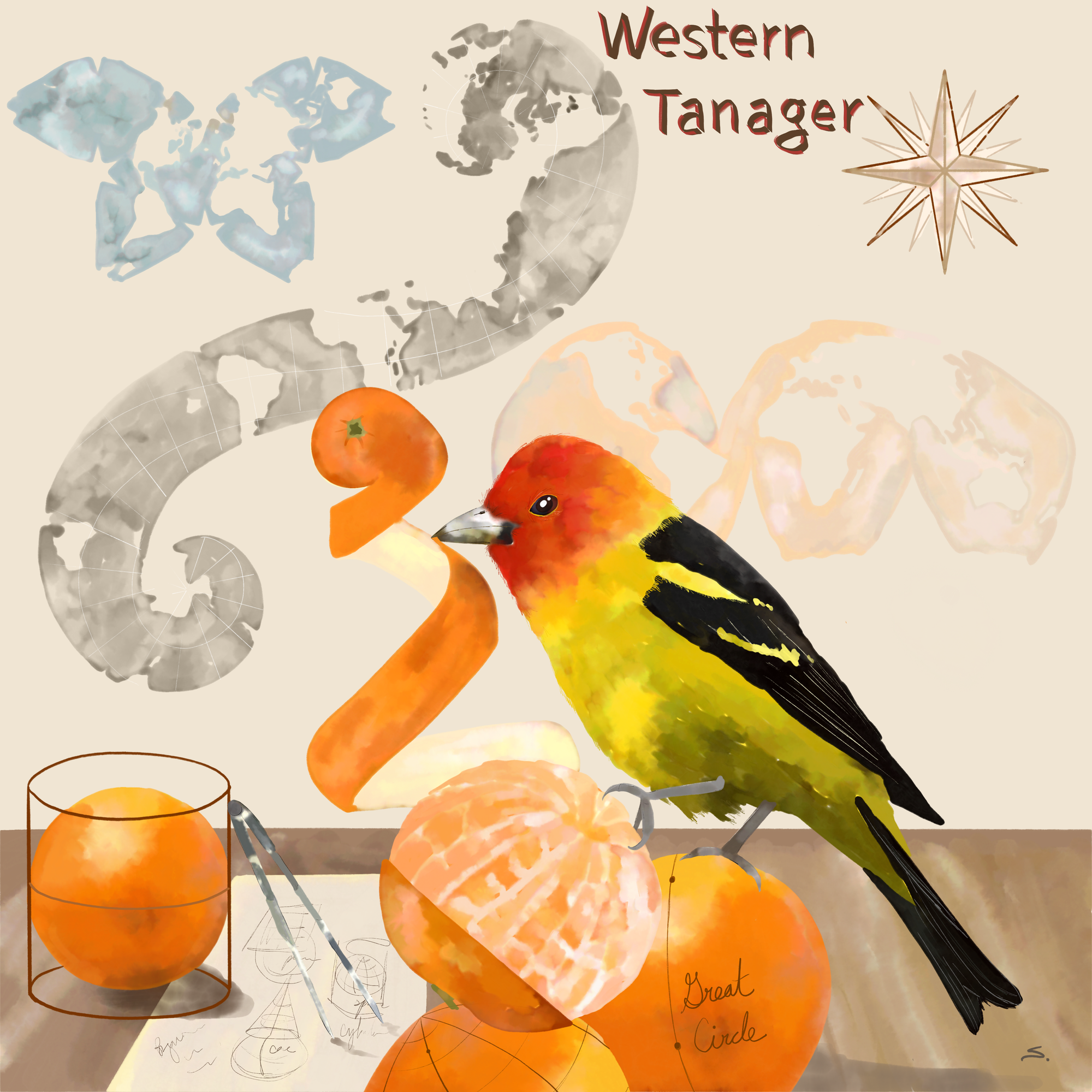 a western tanager on oranges peeling them to make map projections in the background with drawing tools and a cylinder around the sphere of one of the oranges