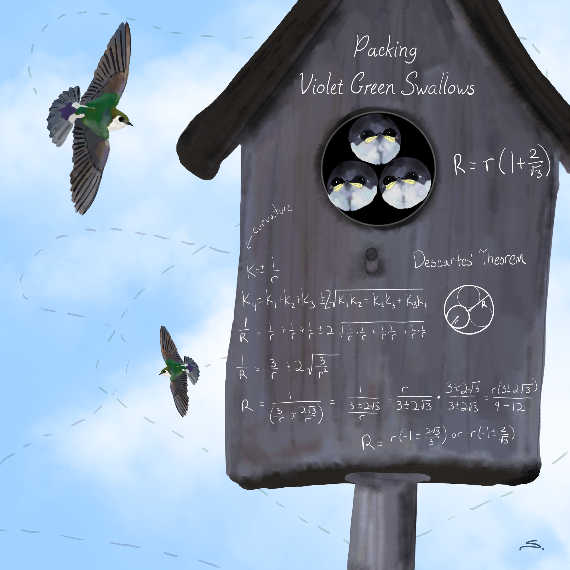 a birdhouse with violet green swallow head packed like a gasket and the math written on the house with parents flying