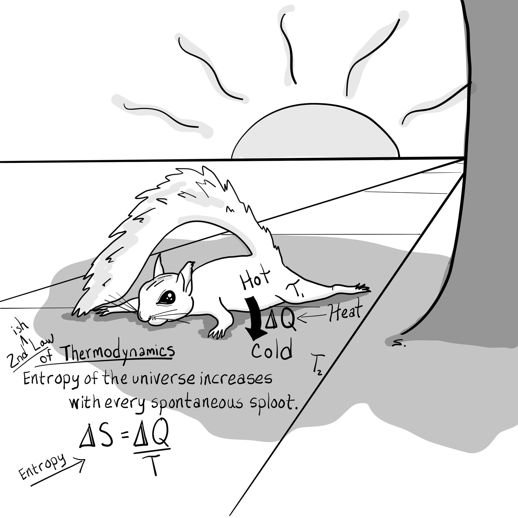 A squirrel sketch with cute eye lies sprawled out belly down in the shadow of a tree on hot pavement. Hot is labeled with an arrow towards cold showing that hot moves to cold. Q is labeled as heat with an arrow. T1 is on the squirrel for temperature 1 and T2 is on the pavement for temerature2. On the sidewalk in the lower left corner it says the second-is law of thermodynamics - Entropy of the universe increases with every spontaneous sploot. Entropy is written with an arrow pointing to the equation of delta S = delta Q divided by T. A big sun is in the background with wavy rays. The entire sketch is digital and in a limited grayscale. A small S. signature is at the base of the tree. Only the half of the trunk of the tree shows and is cut off by the edges of the right side and top of the canvas. The squirrels tail is flopped up and over the head.