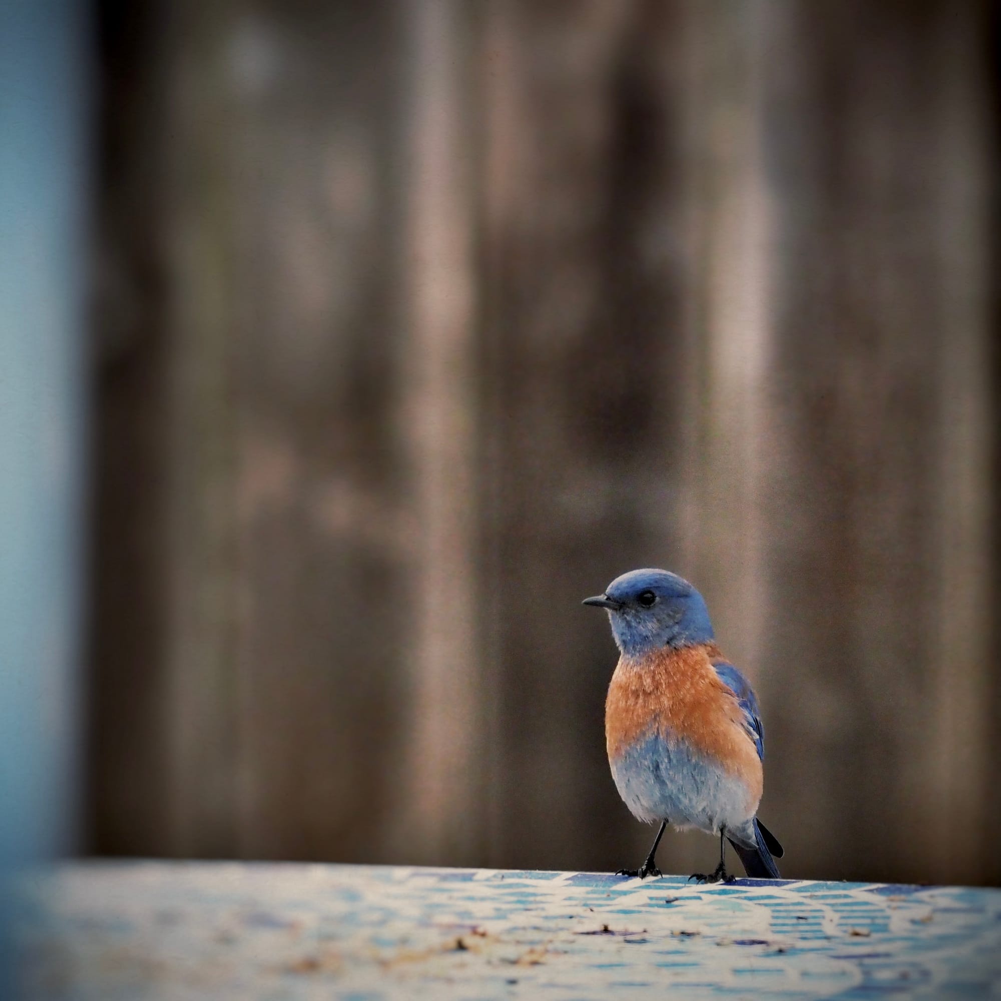 bluebird