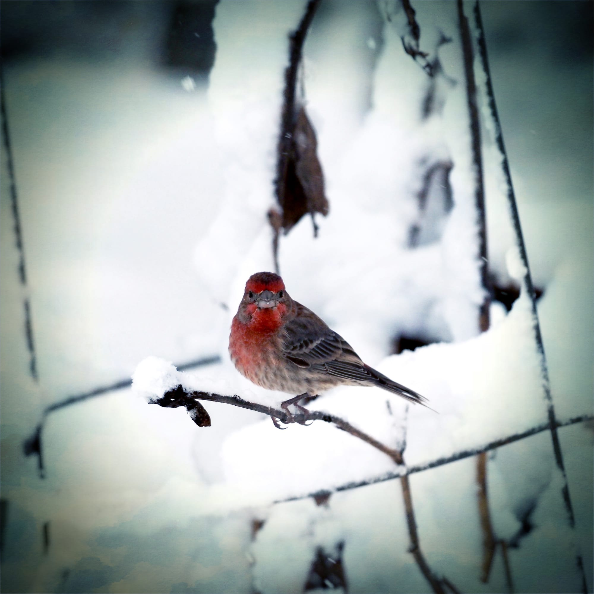 finch in the snow