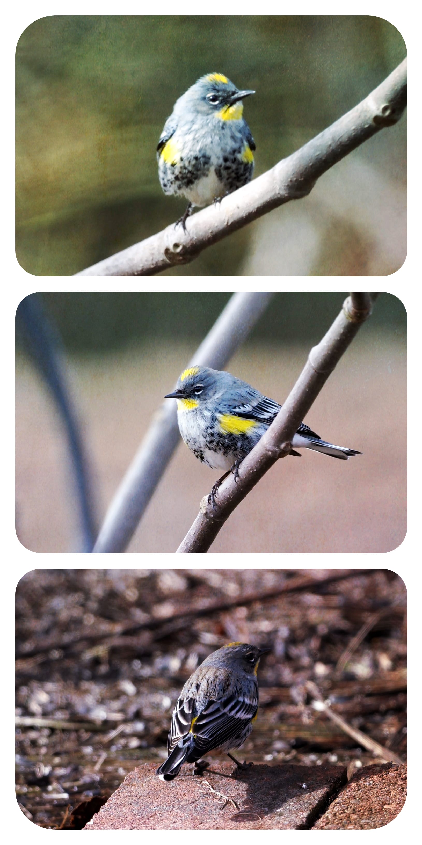 yellow rumped warbler triptych