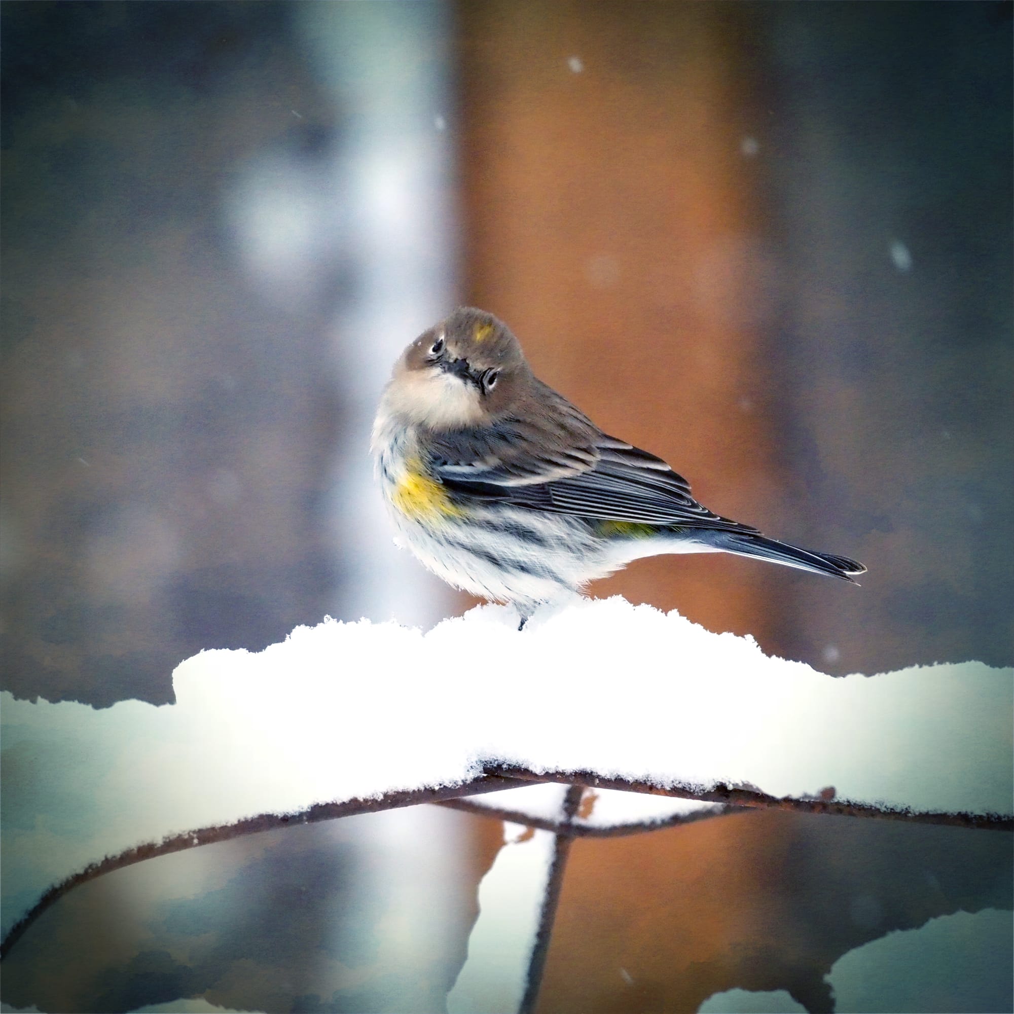 yellow rumped warbler in the snow