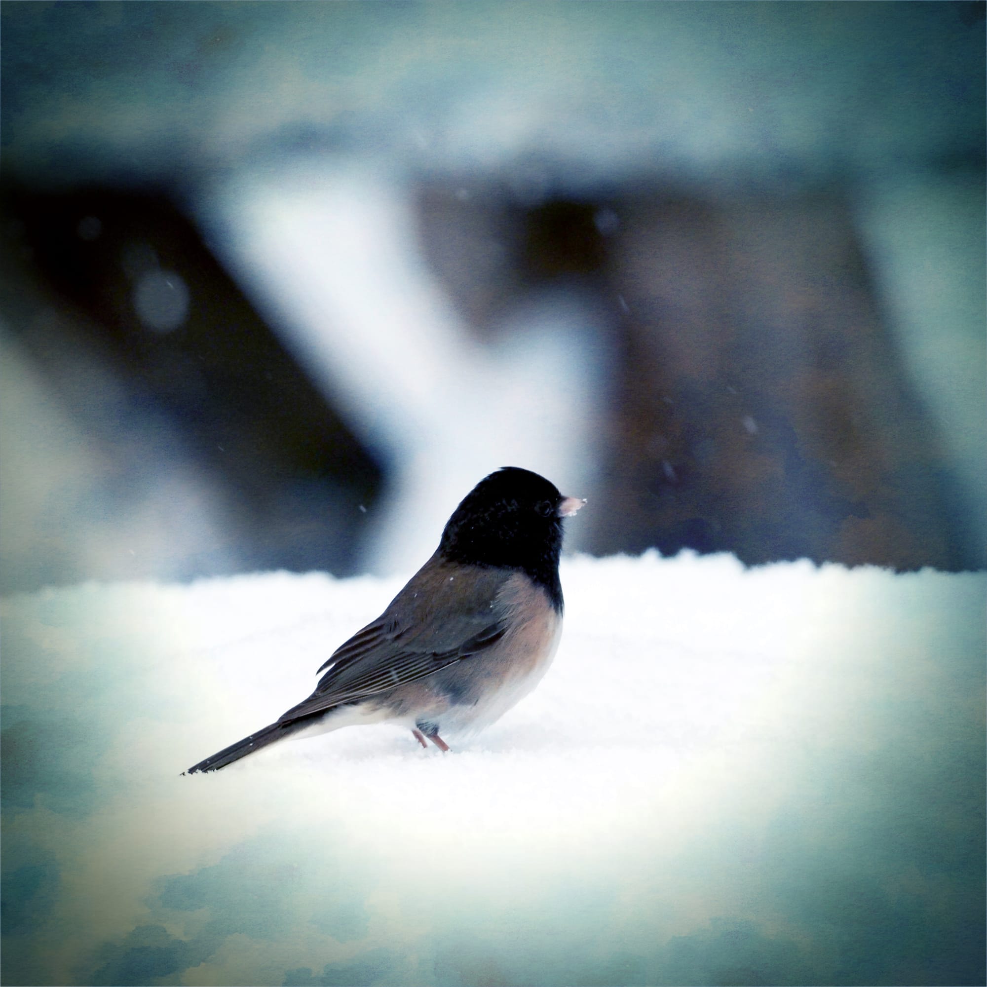 junco in the snow